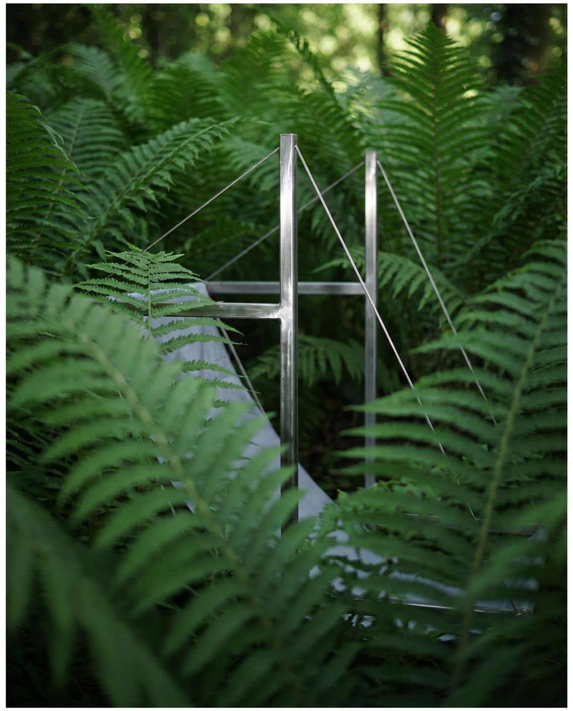 Maille inox, forêt de fougères